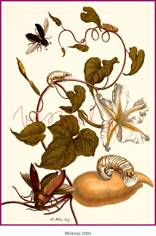 Botanické listy III — foto 4