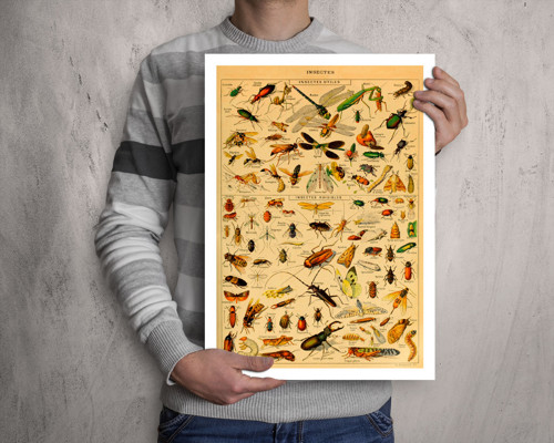 Vintage plakát Hmyz I — foto 4