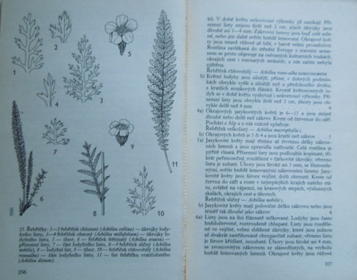Léčivé rostliny — foto 5