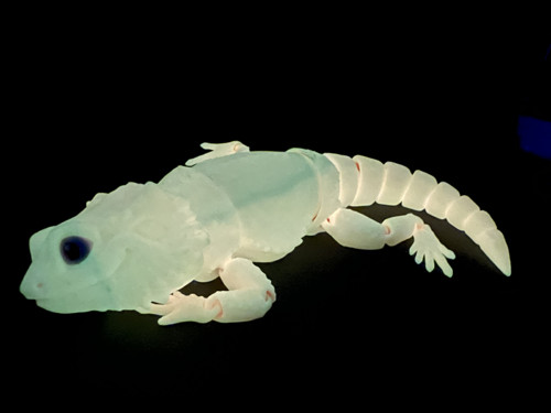 Agama Vousatá - 26 cm - 3D Tisk SVÍTÍCÍ — foto 3