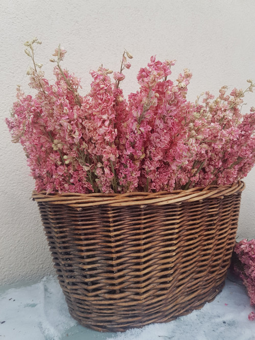 Ostrožka svazek — foto 3