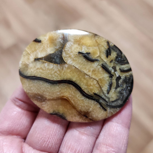 Amonitový Simbircite/Simbircit, ID 3518, 57x45 mm — foto 3