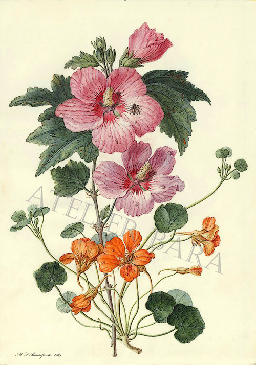 Z herbáře - ibišek — foto 2