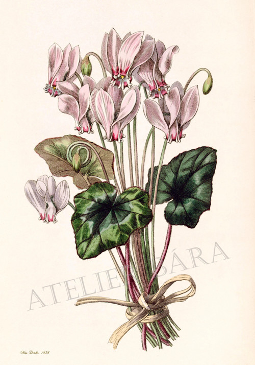 Z herbáře - brambořík — foto 2
