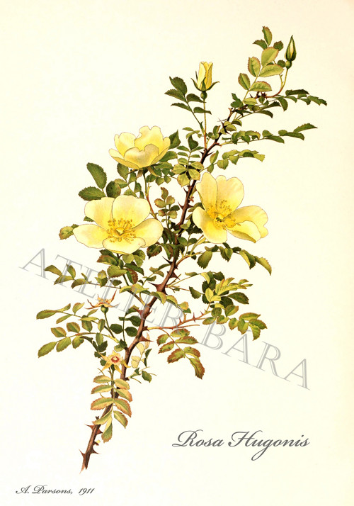 Z herbáře - růže — foto 2