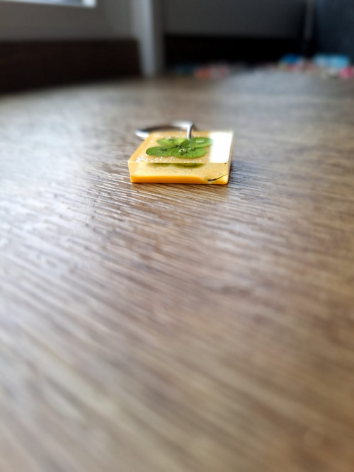Klíčenka čtyřlístek — foto 2