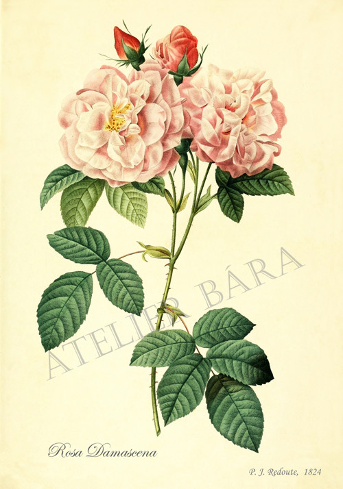 Z herbáře - růže — foto 2