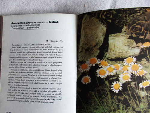 Skalničky — foto 3