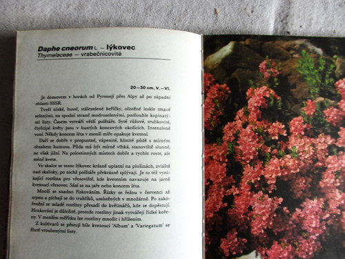 Skalničky — foto 5