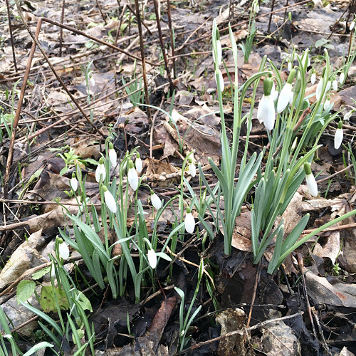 Motýl bělásek — foto 5