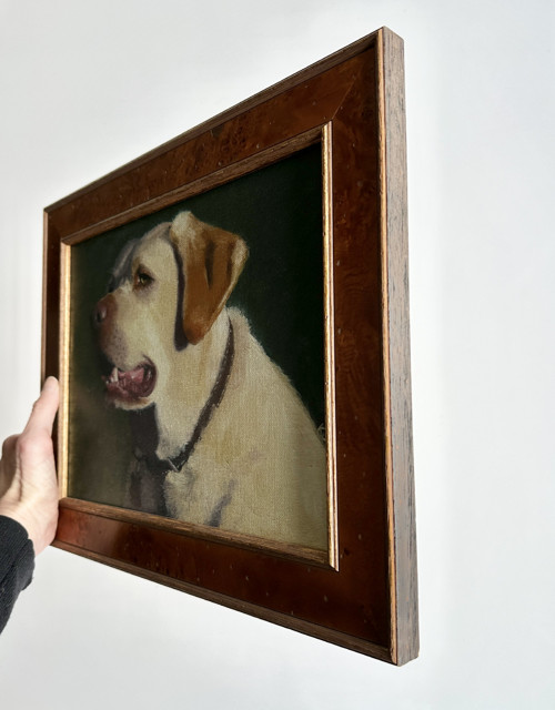 Labradorský retrívr — foto 2