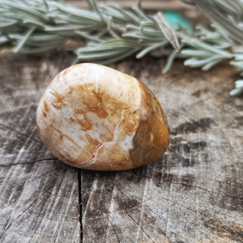 Zkamenělé dřevo tromlované č. 6 — foto 6