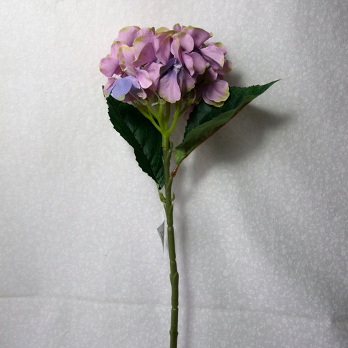 Hortenzie fialová — foto 2