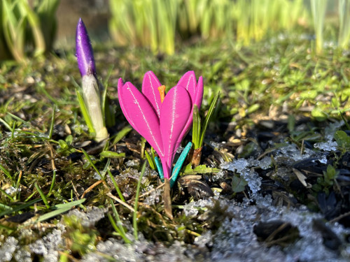 Brož krokus jarní — foto 2