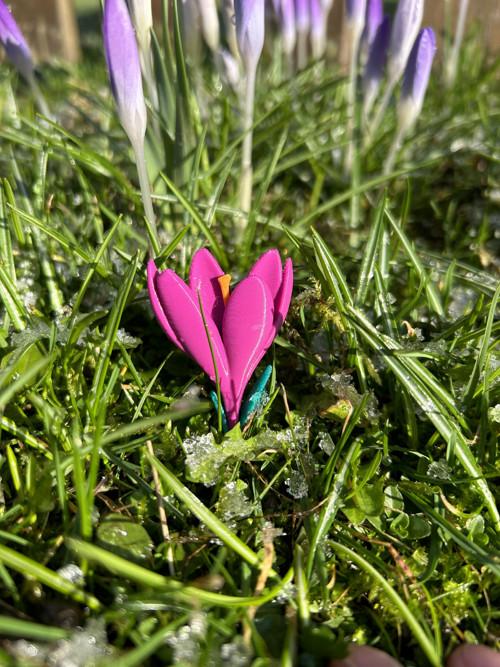 Brož krokus jarní — foto 3