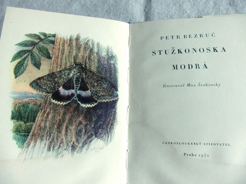 Stužkonoska modrá — foto 3