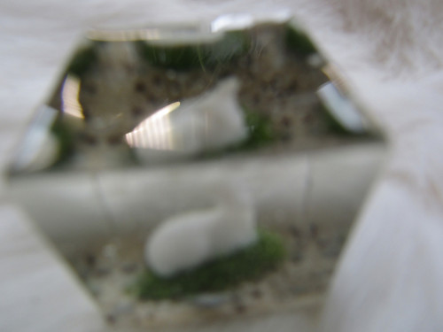 Srnka — foto 2