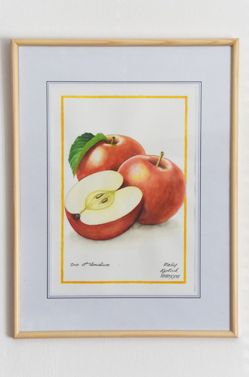 Akvarel "Malus" — foto 2