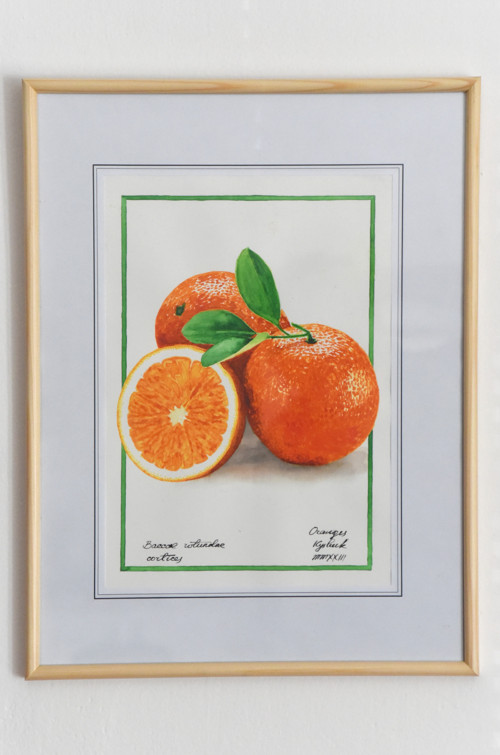 Akvarel "Oranges" — foto 2