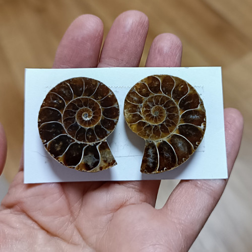 Amonit (pár), ID 3635, 36x29 mm — foto 2
