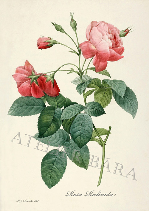 Z herbáře - růže — foto 2