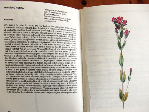 Léčivé rostliny — foto 5
