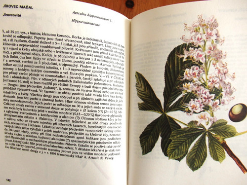 Léčivé rostliny — foto 2