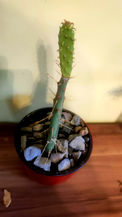 Opuncie tropická kráska . Jedlé plody — foto 3