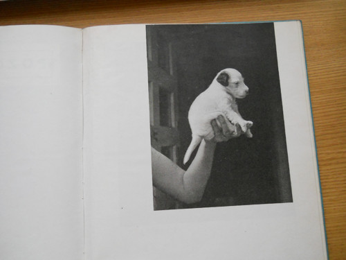 DÁŚEŇKA - napsal Karel Čapek — foto 4