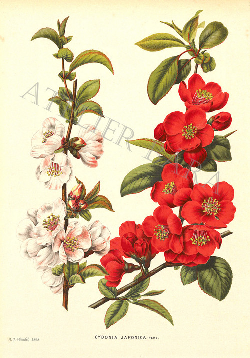 Z herbáře - kdoulovec — foto 2