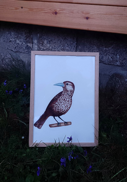 Obraz - Ořešník kropenatý — foto 3
