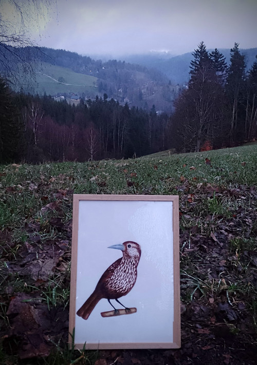 Obraz - Ořešník kropenatý — foto 2