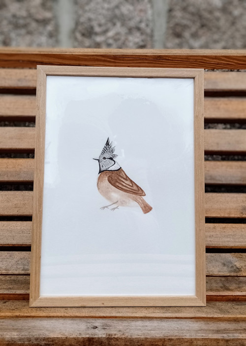 Obraz - Sýkora parukářka — foto 3
