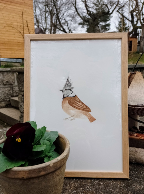 Obraz - Sýkora parukářka — foto 5