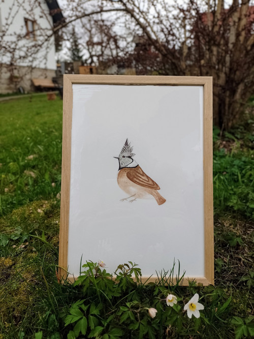 Obraz - Sýkora parukářka — foto 6