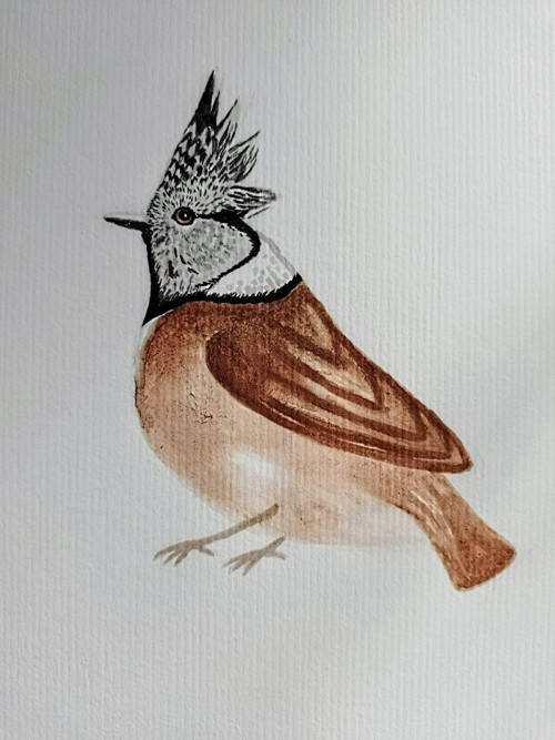 Obraz - Sýkora parukářka — foto 2