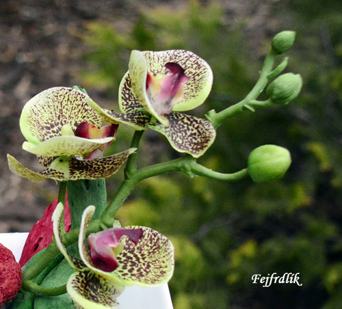 Ty jsi má orchidej..:) — foto 2