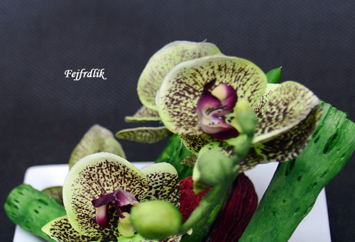 Ty jsi má orchidej..:) — foto 4