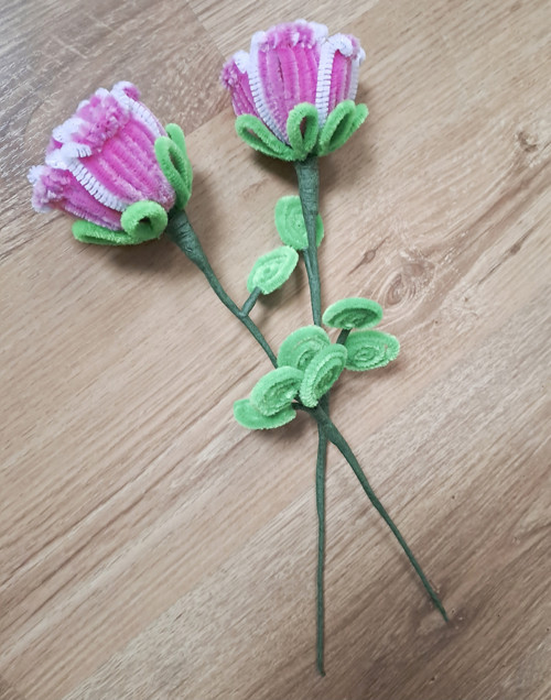 Růže růžová — foto 3