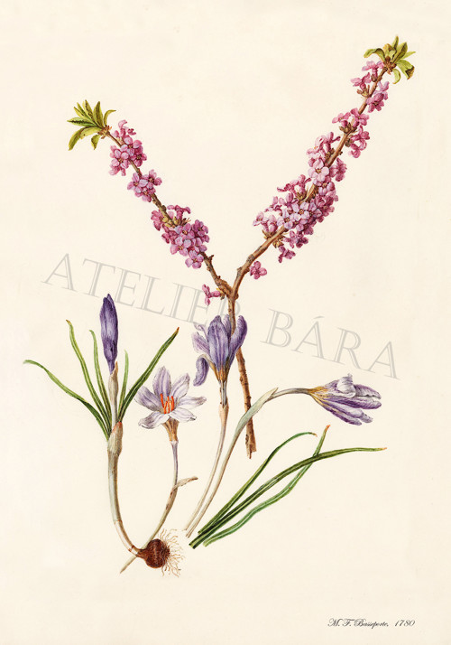 Z herbáře - jarní květy — foto 2