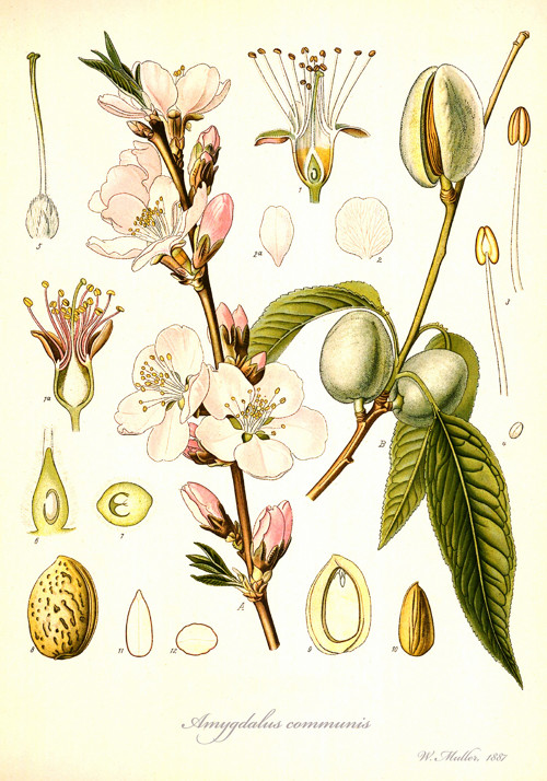 Z herbáře - mandloň — foto 2