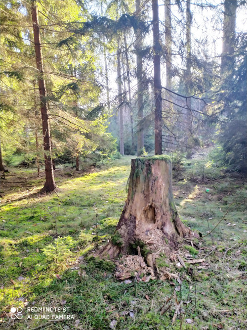 Nick Sebastiao ,triko na přání — foto 3