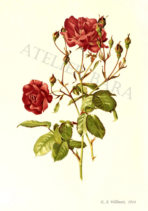 Z herbáře - růže — foto 2