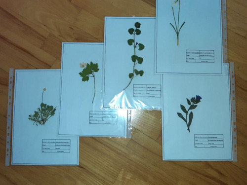 Školní herbář rostlin. — foto 3
