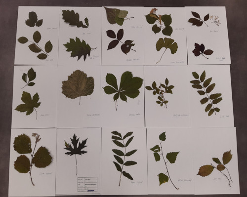 Školní herbář rostlin. — foto 2