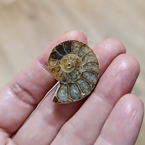 Amonit, ID 3763, 28x23 mm — foto 3