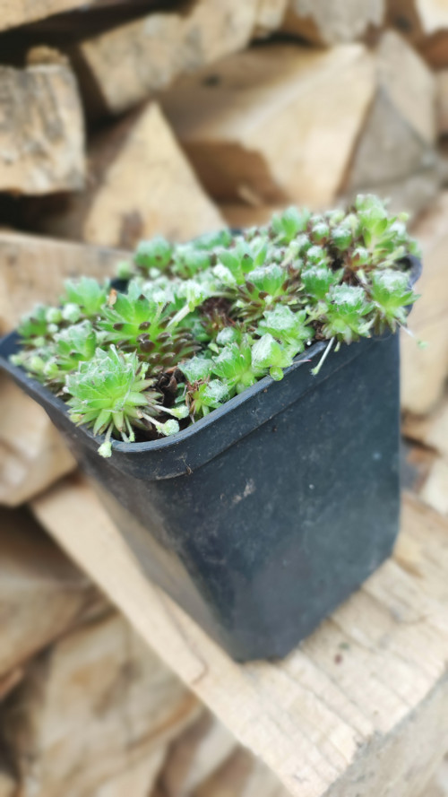 Rostlinky kuličky mini NETŘESK v obalu 10 cm — foto 3