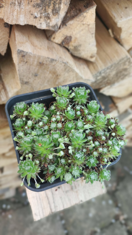 Rostlinky kuličky mini NETŘESK v obalu 10 cm — foto 2
