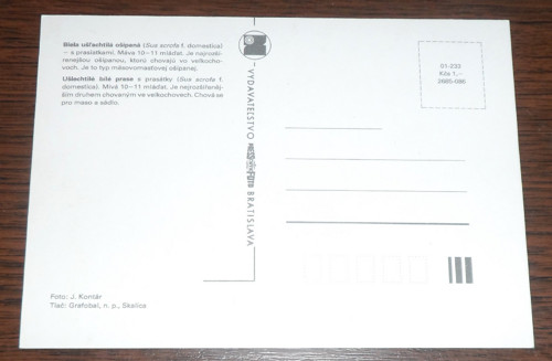 Čistá POHLEDNICE, bílé prase — foto 2