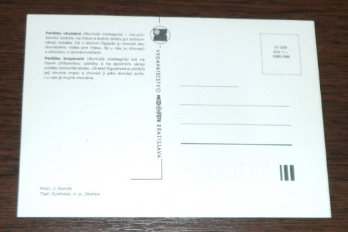 Čistá POHLEDNICE, perlička kropenatá — foto 2